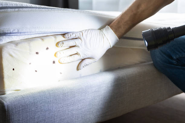 Best Pest Control for Homes  in Rensselaer, NY