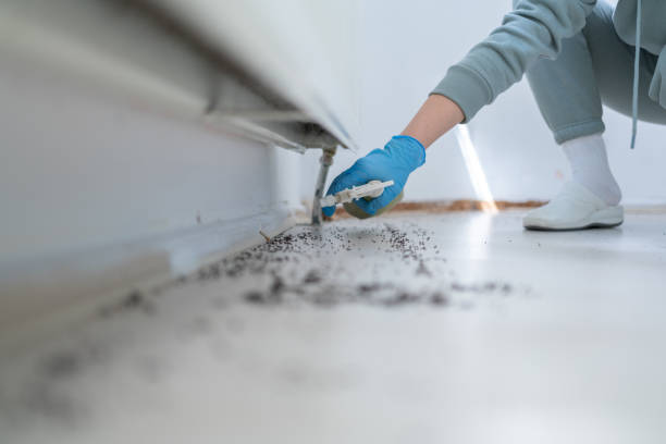 Best Flea Control Services  in Rensselaer, NY
